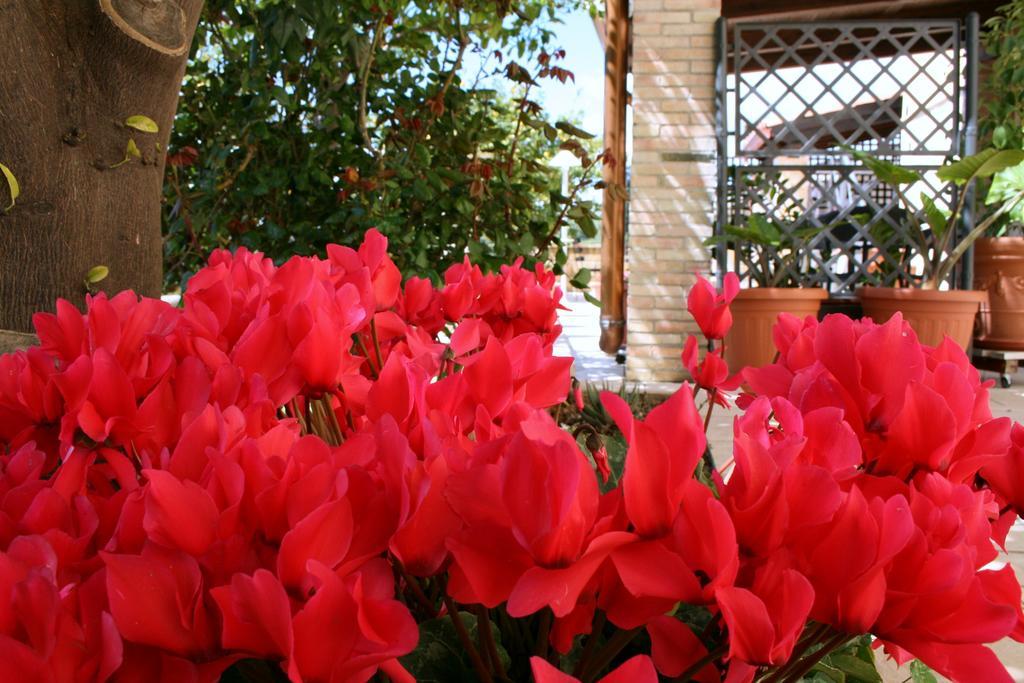 Villa Mara B&B Ното Екстер'єр фото